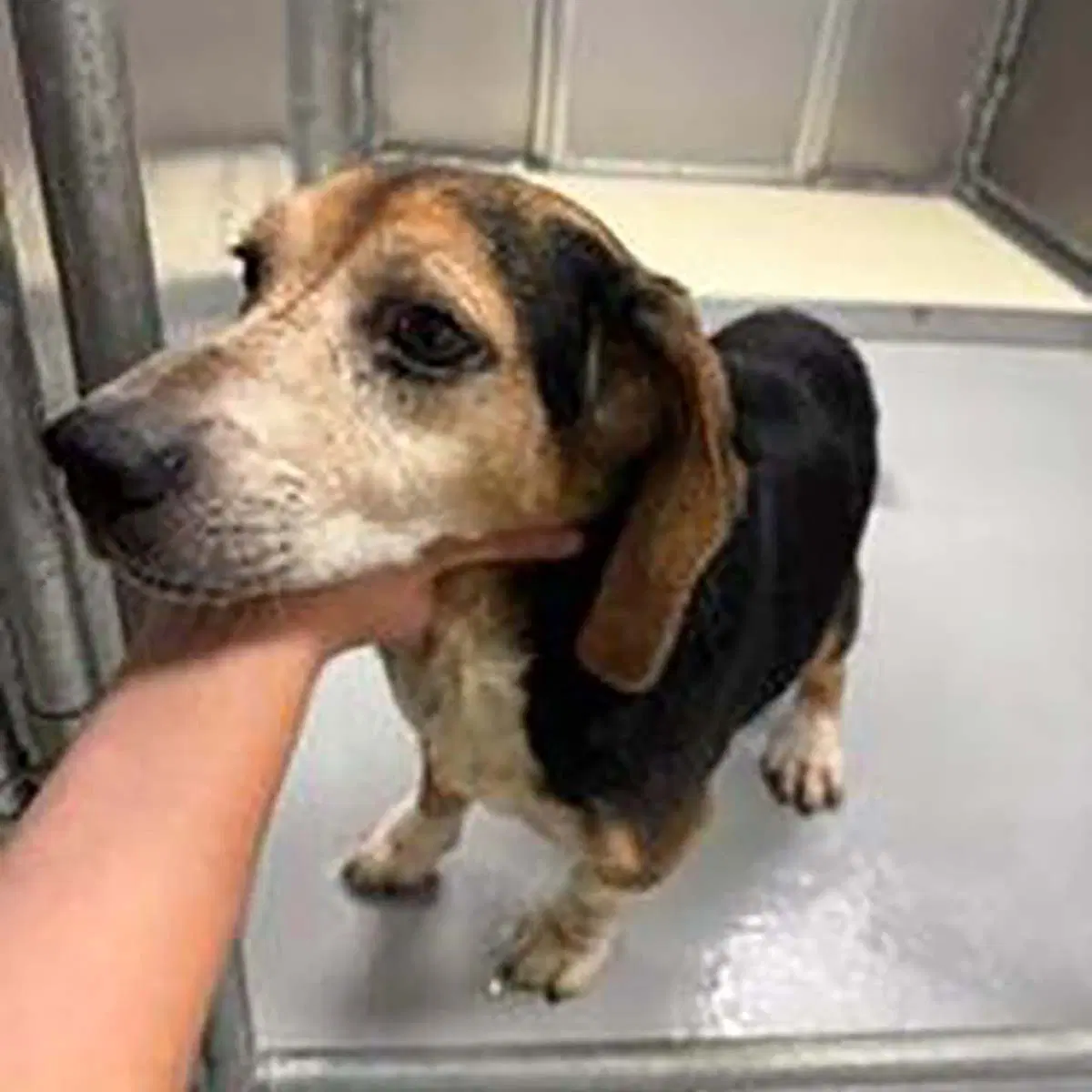 Levi - Beagle