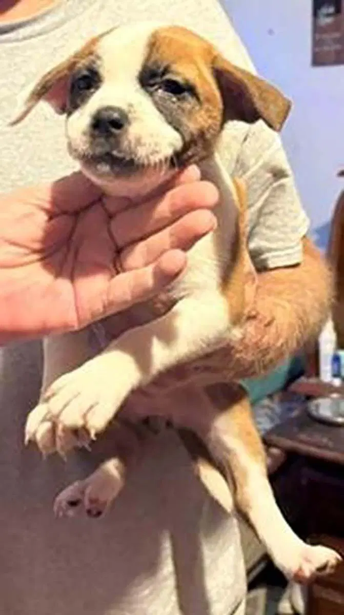 Five Boxer Pups - Boxer