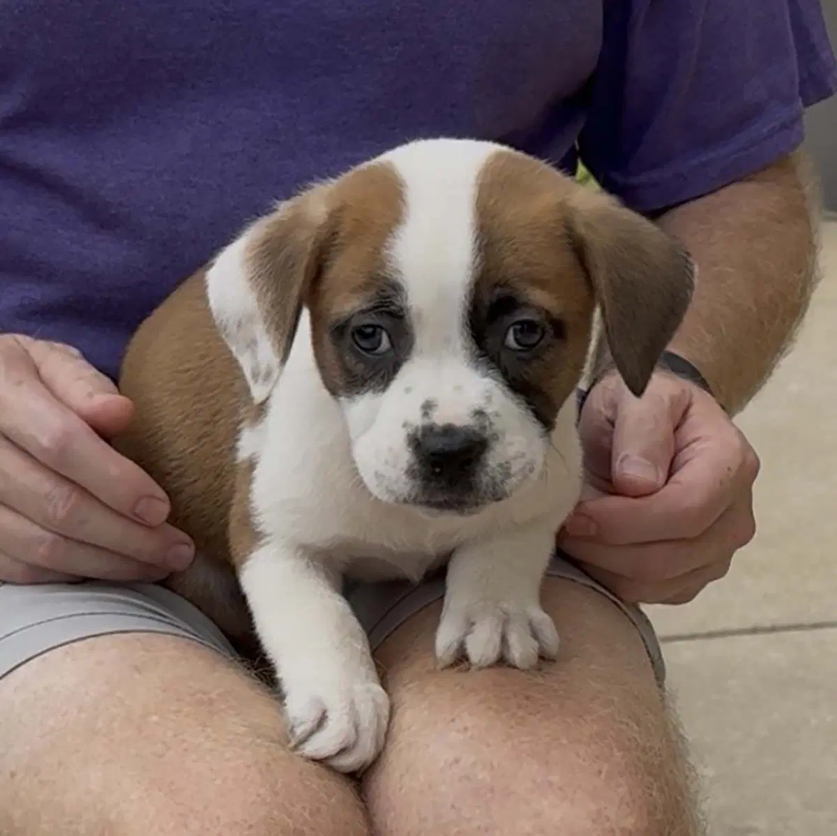 Five Boxer Pups image 2