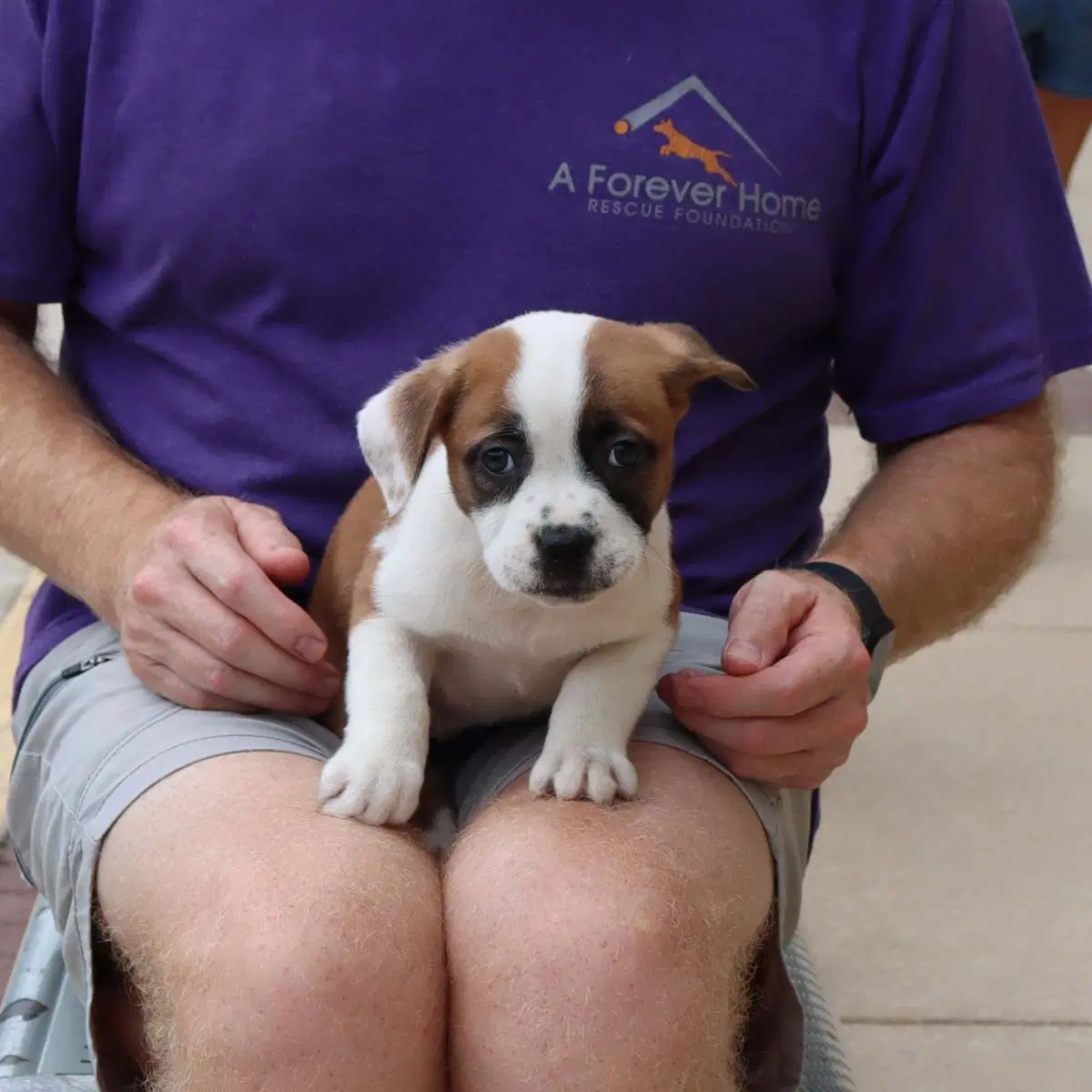 Five Boxer Pups image 3