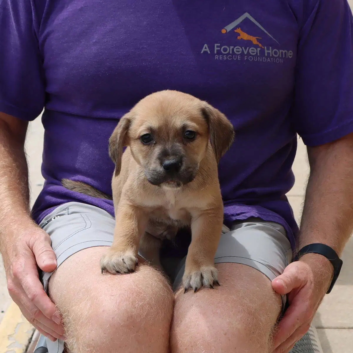 Five Boxer Pups image 2