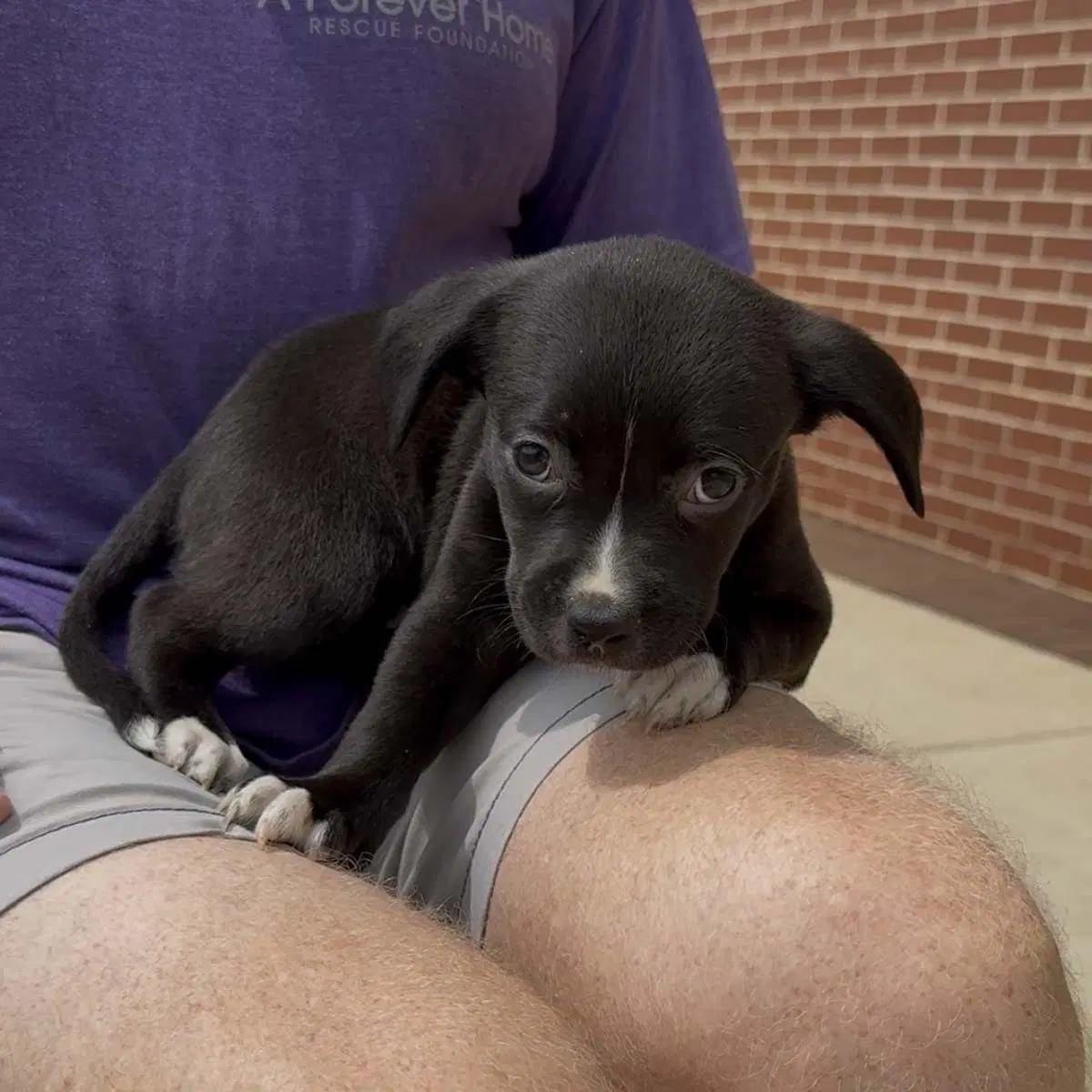 Five Boxer Pups image 2