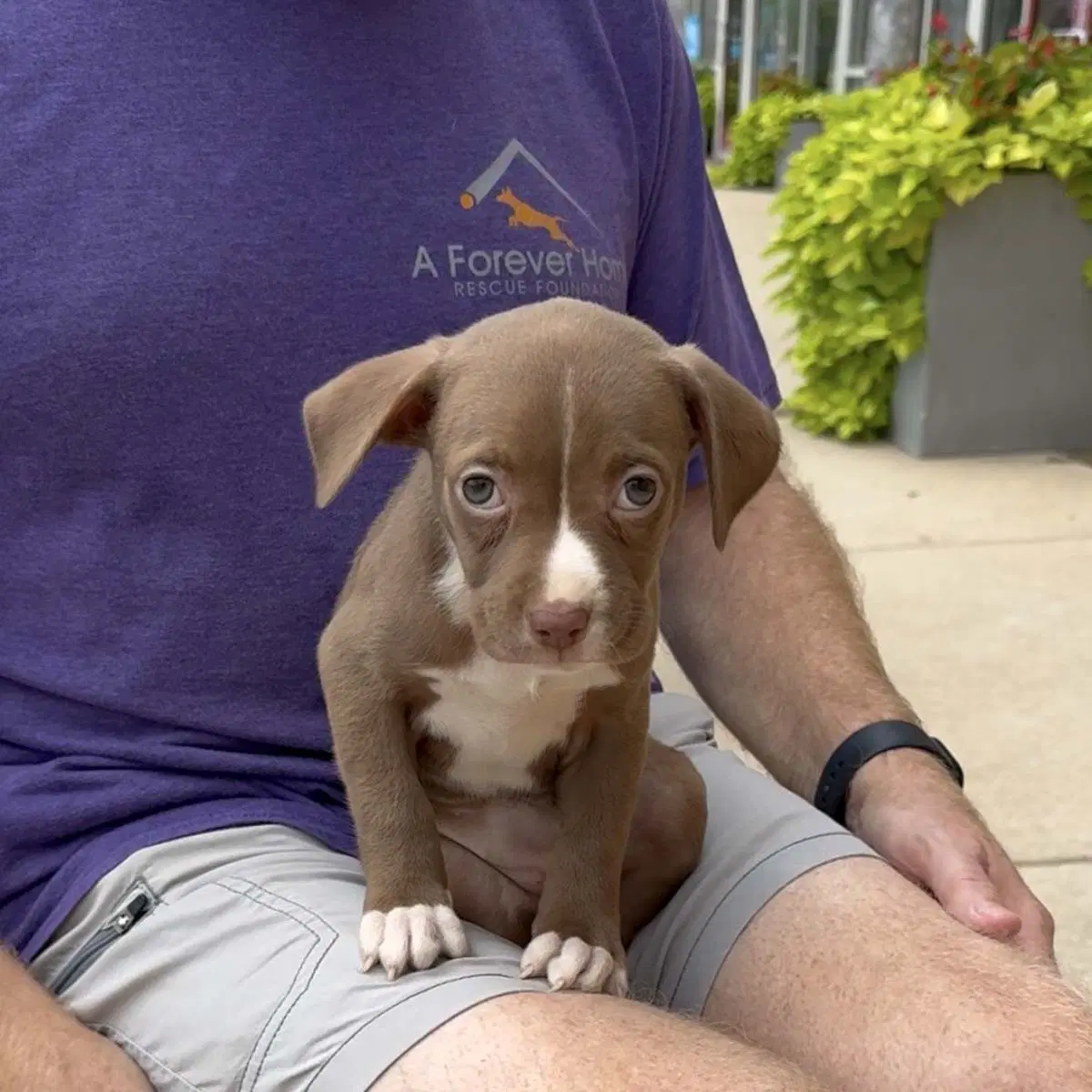 Five Boxer Pups image 2