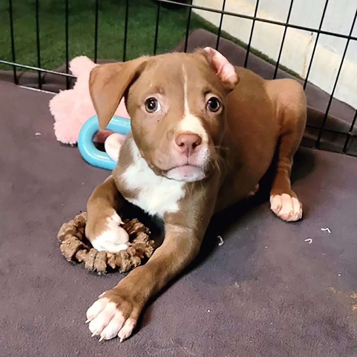 Five Boxer Pups image 4