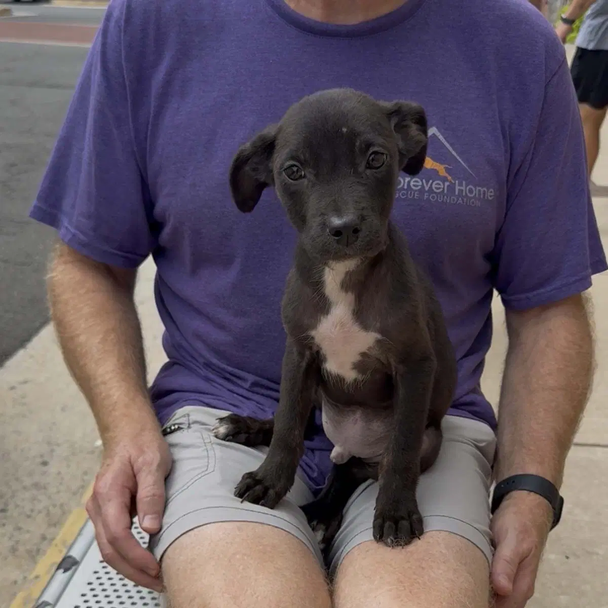 Adorable Labs Pup image 2
