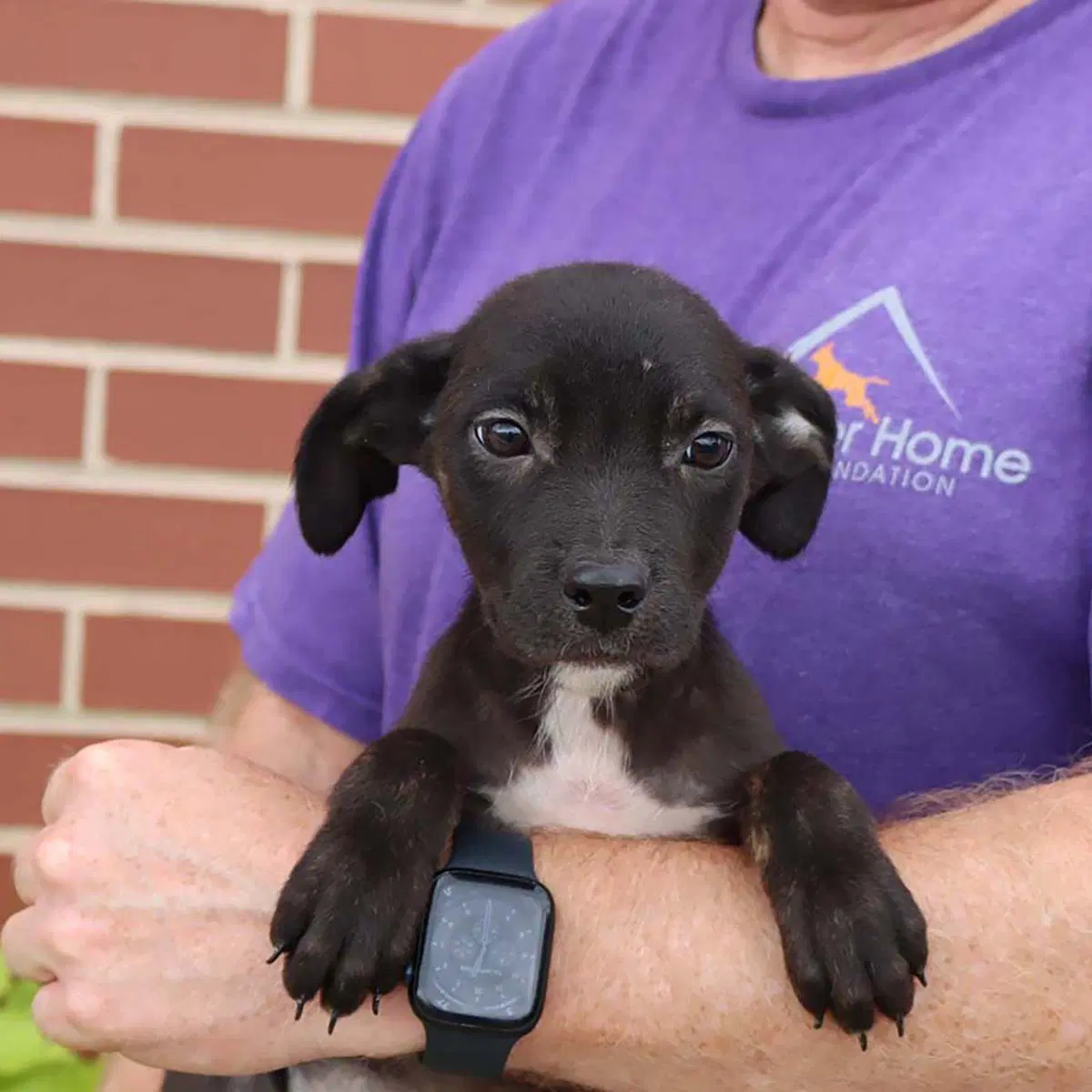 Adorable Labs Pup image 3
