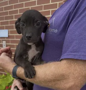 Adorable Labs Pup image 4