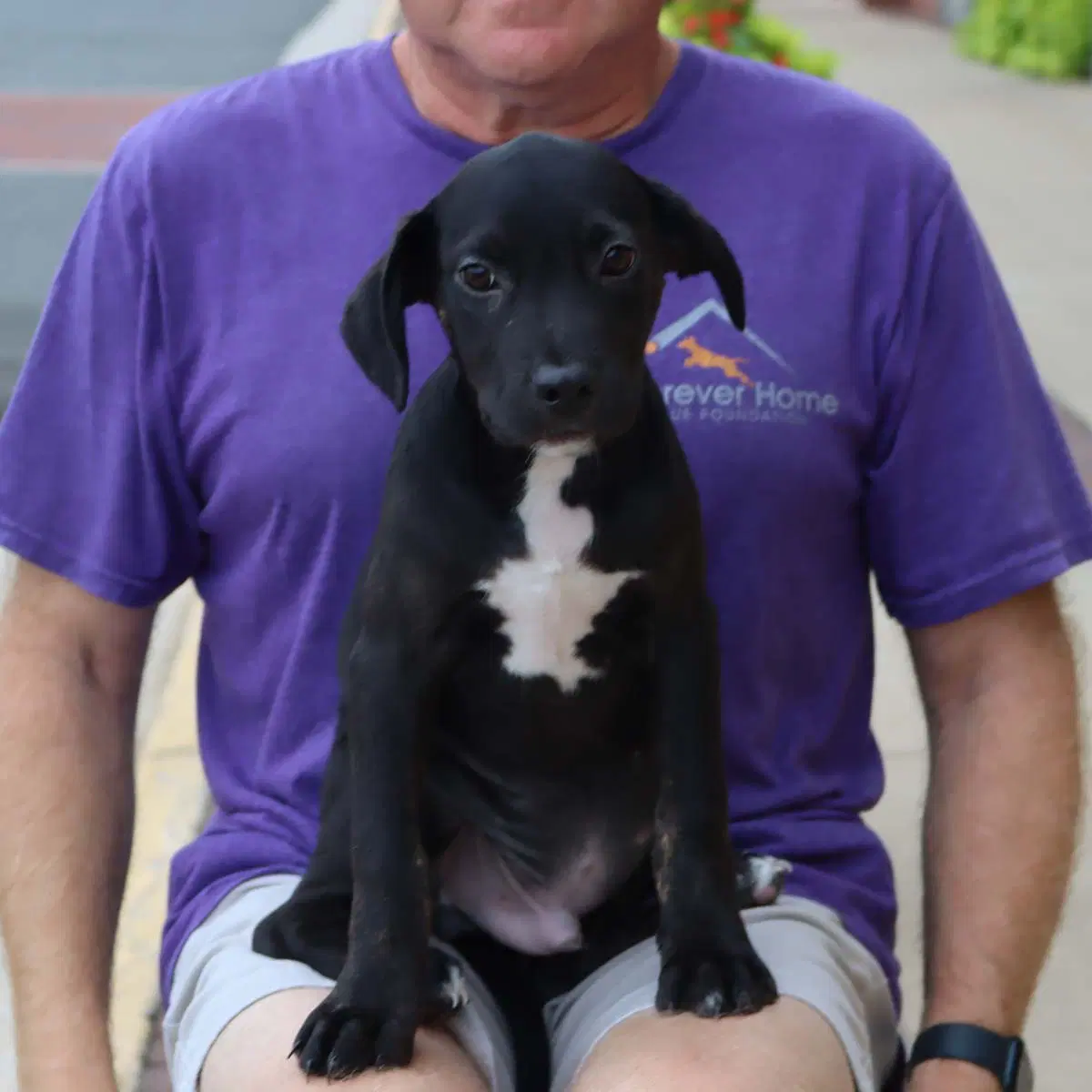 Adorable Labs Pup - Labrador Retriever