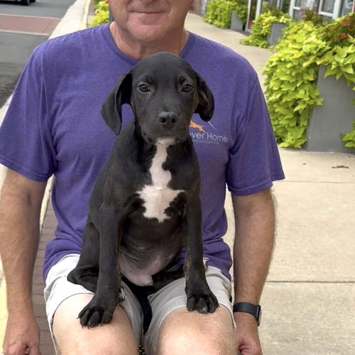 Photo 2 of Adorable Labs Roy