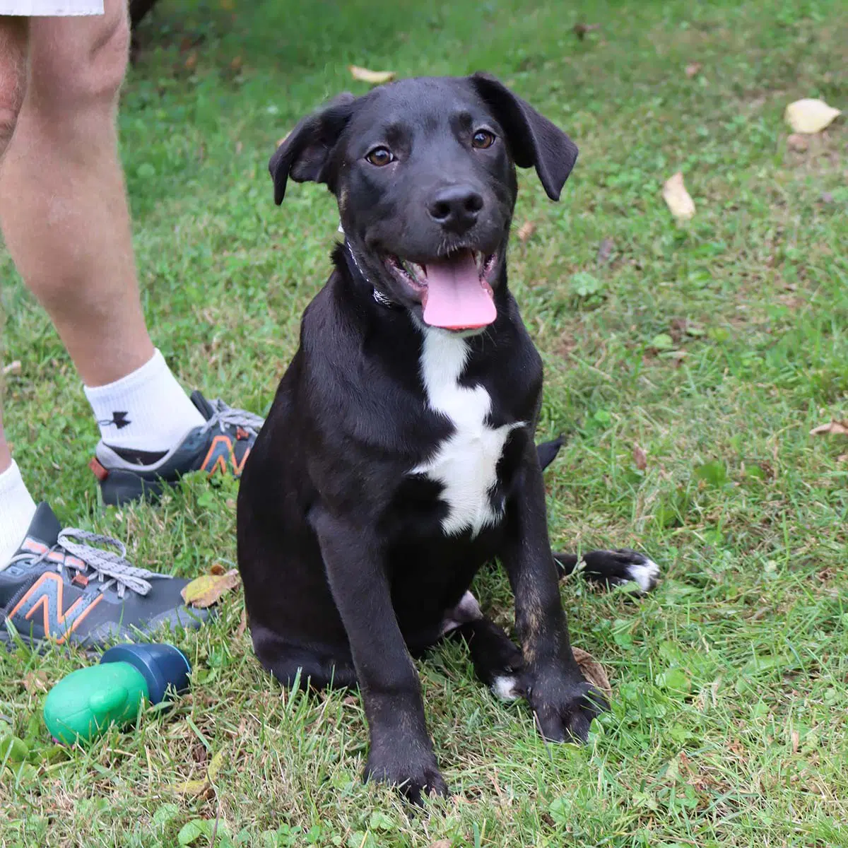 Adorable Labs Pup - Labrador Retriever
