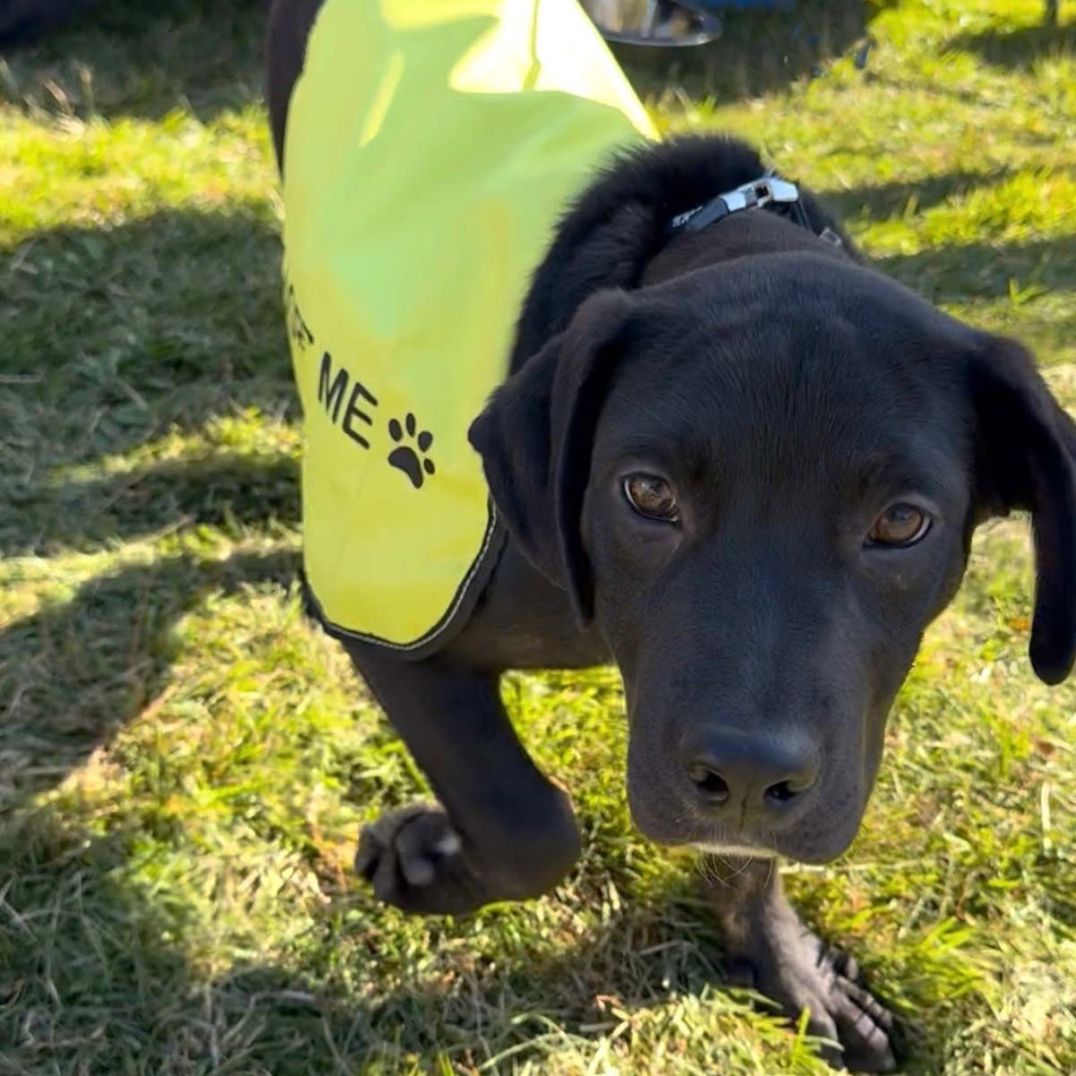 Adorable Labs Roy, photo 4