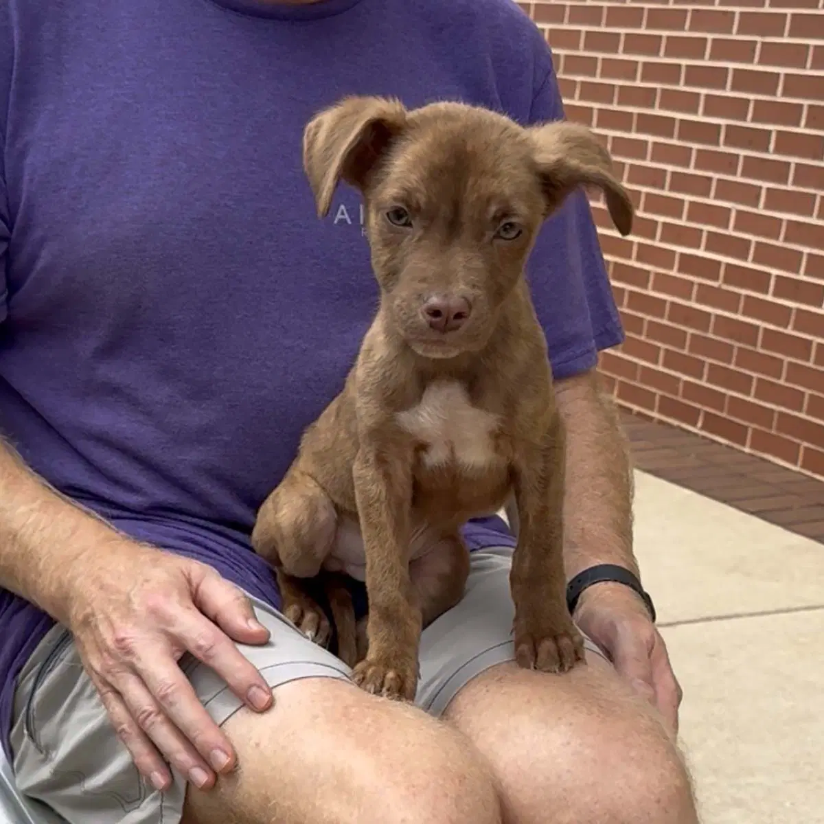 Adorable Labs Pup image 2