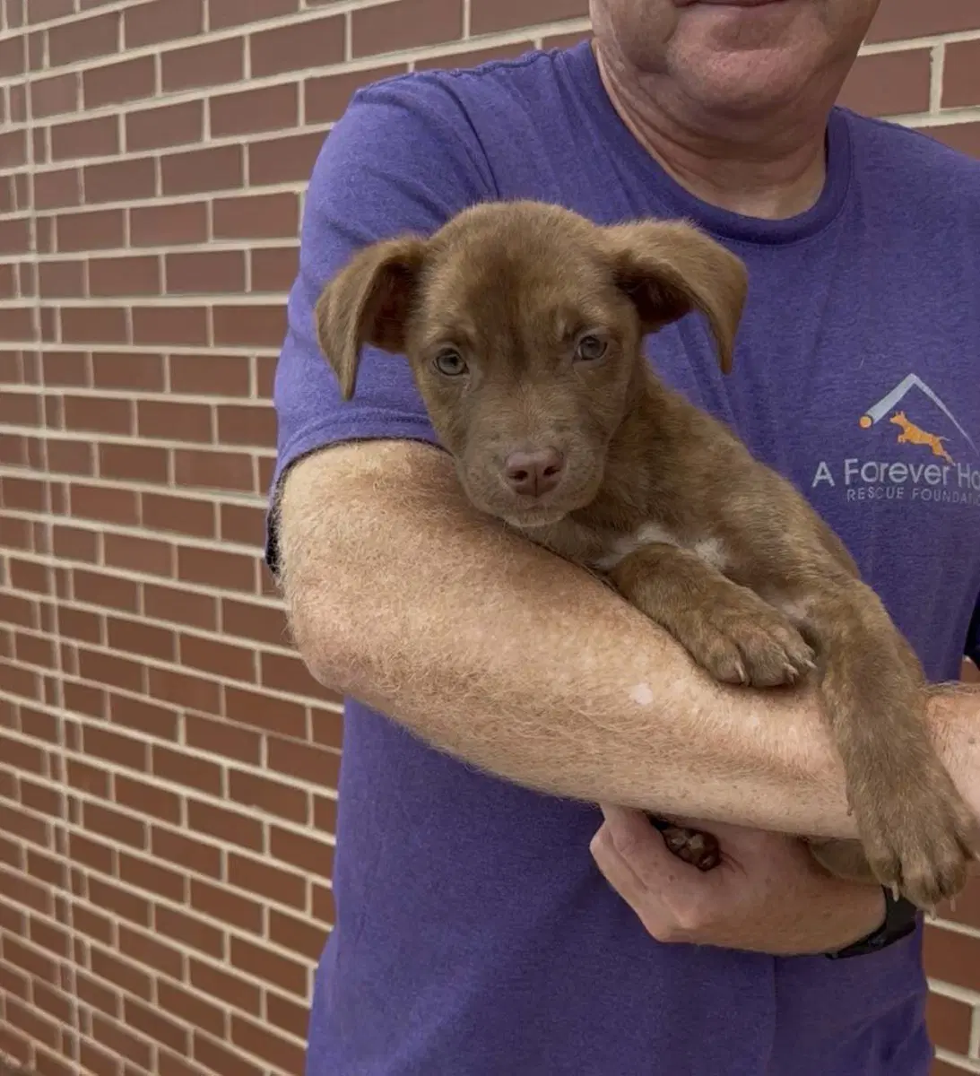 Adorable Labs Pup image 3