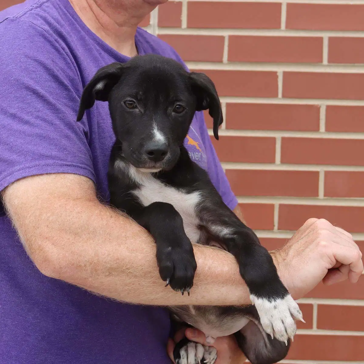 Adorable Labs Pup image 2