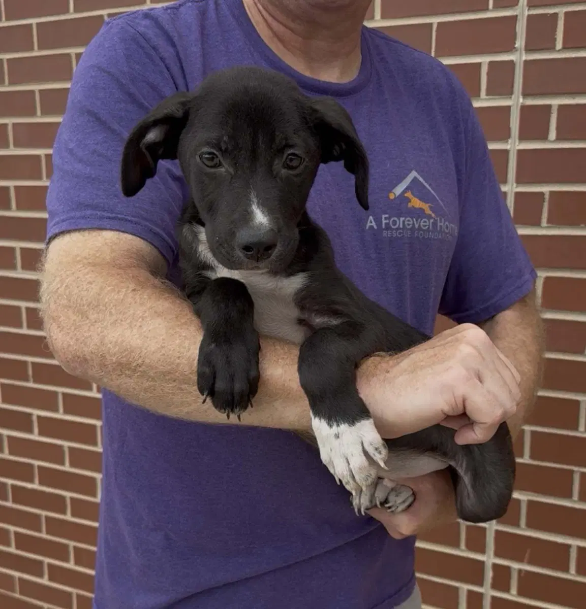 Adorable Labs Pup image 3