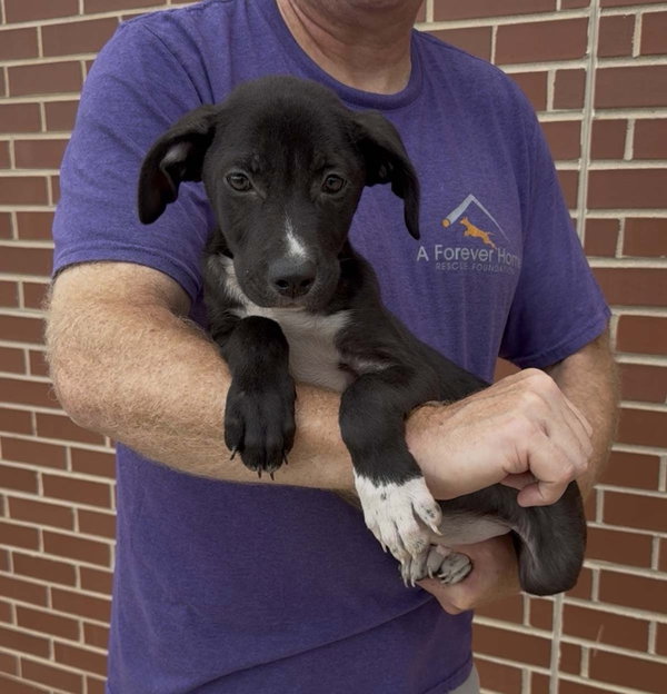 Adorable Labs Zorro