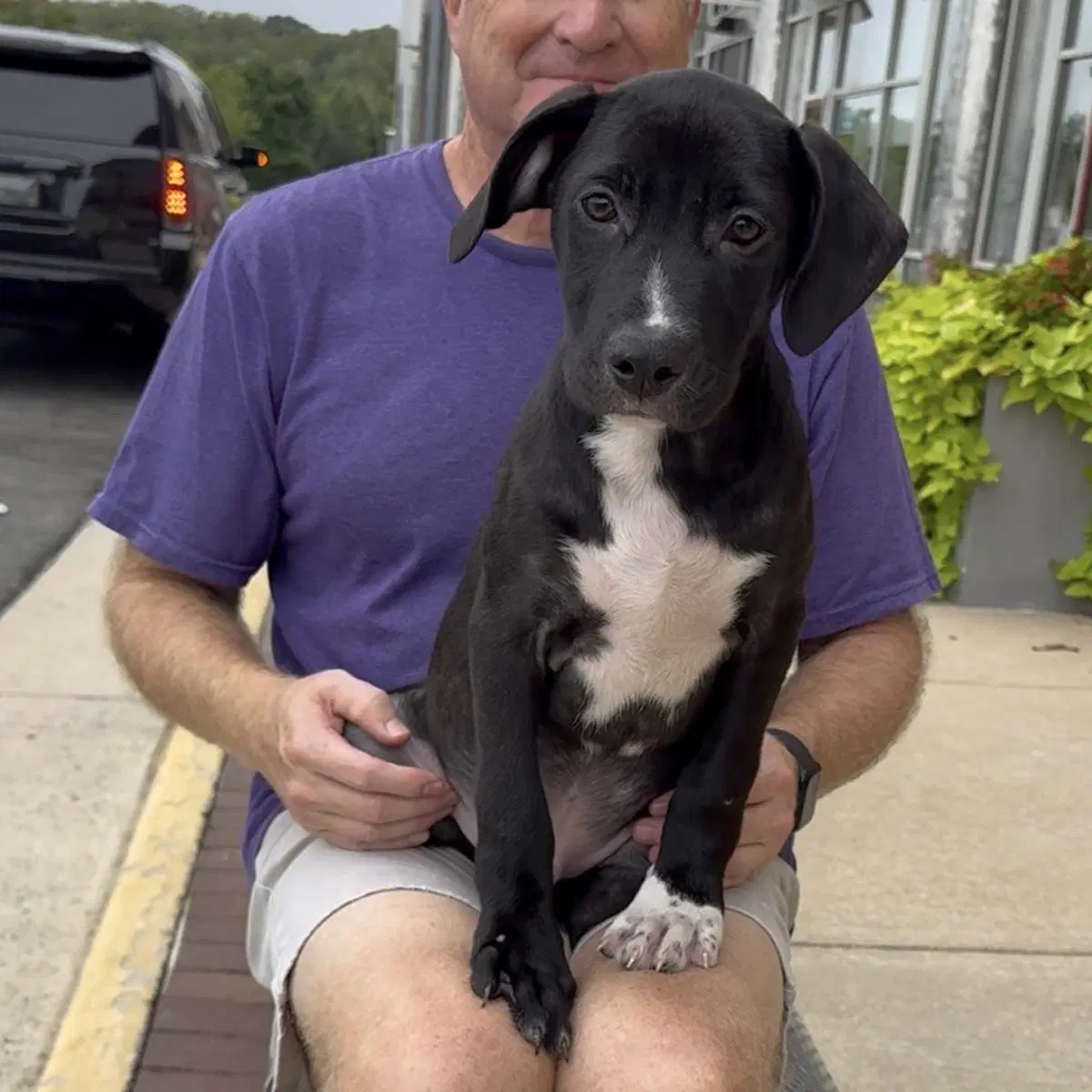 Adorable Labs Zorro image 4