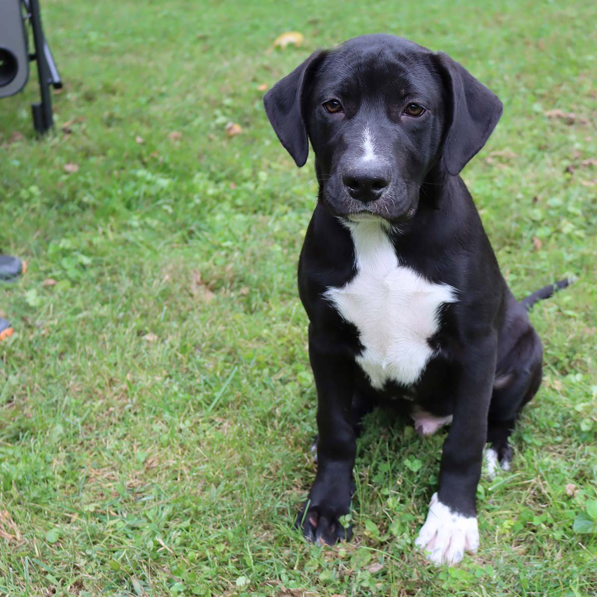 Adorable Labs Zorro, photo 5
