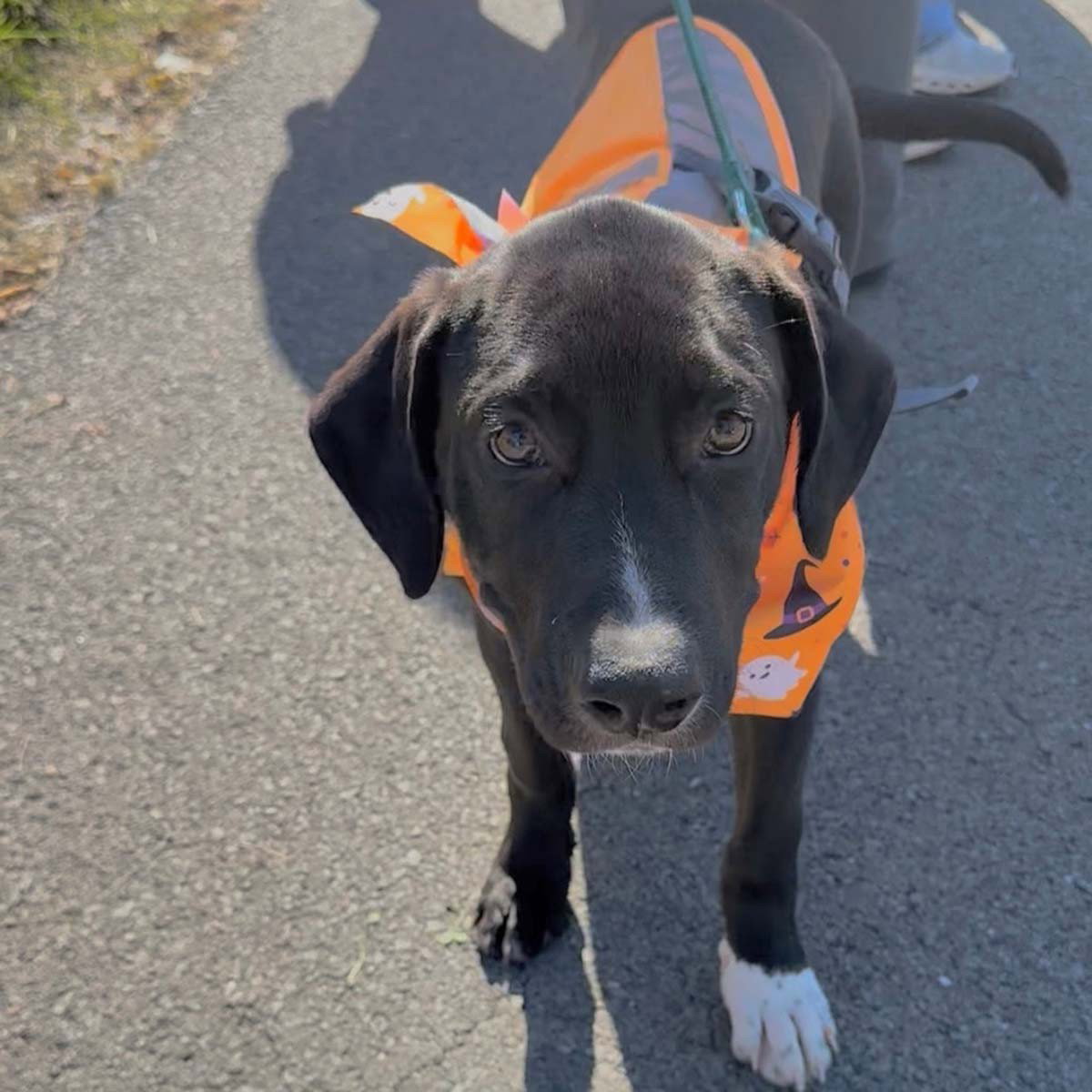 Adorable Labs Zorro, photo 6