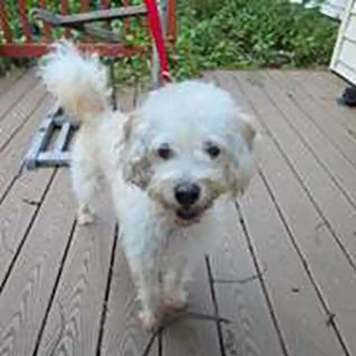 Riggs - Poodle (Miniature)