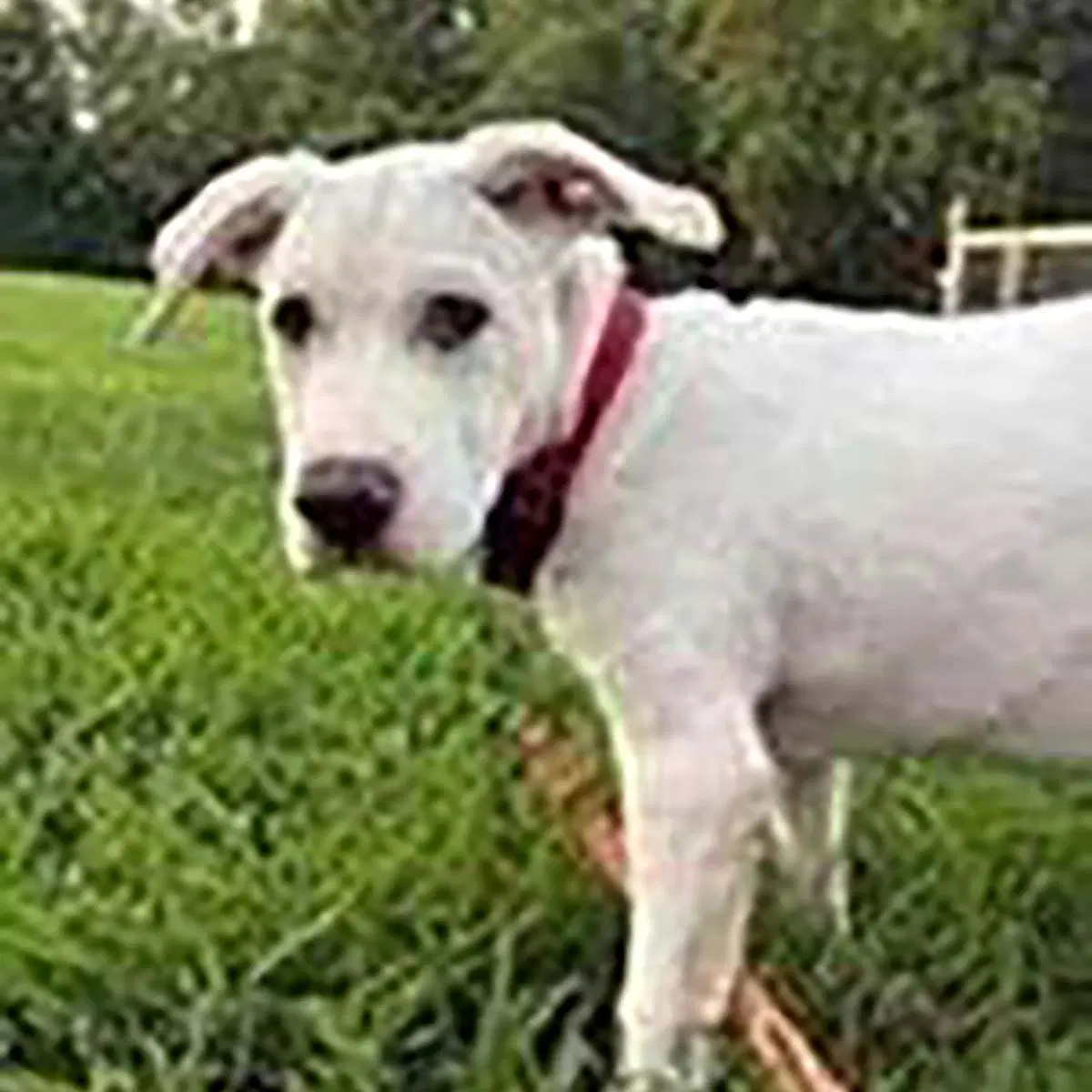 Scottie image 1
