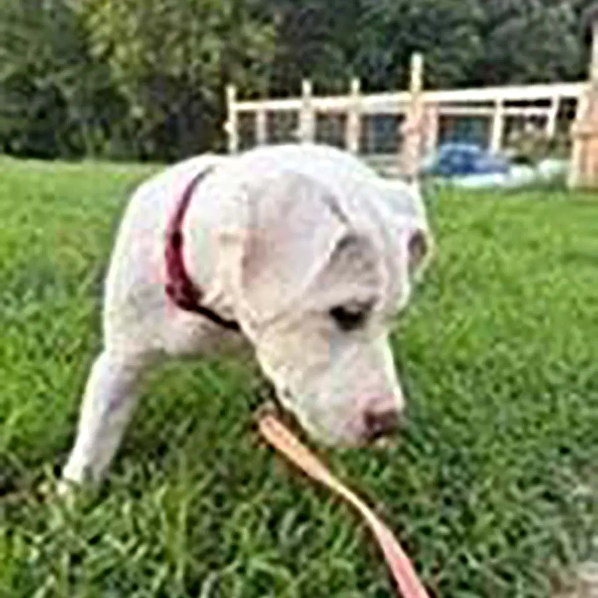 Scottie image 2