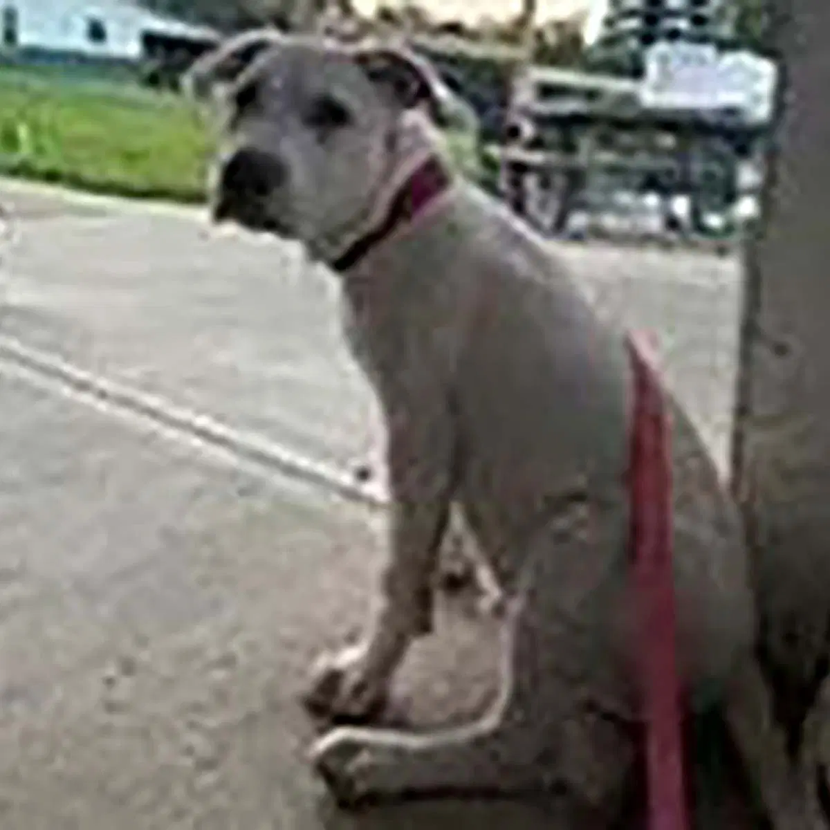 Scottie image 3