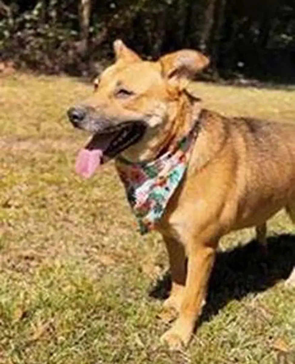 Stella - Shepherd
