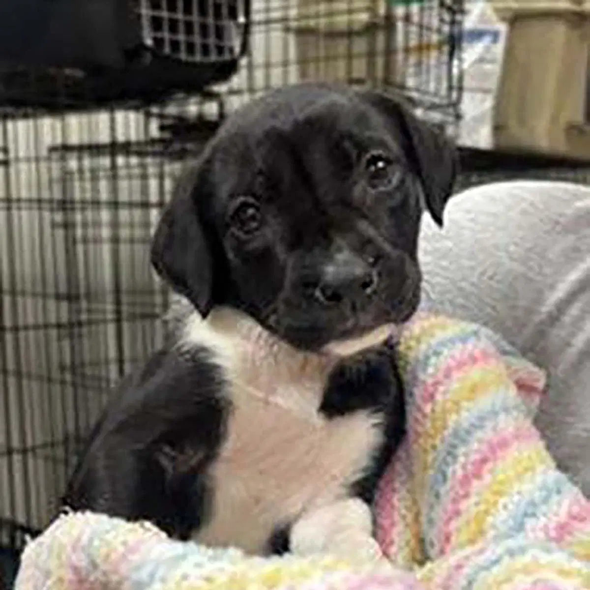 Tilly - Labrador Retriever