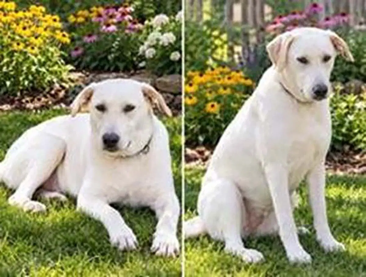 Zara - Labrador Retriever