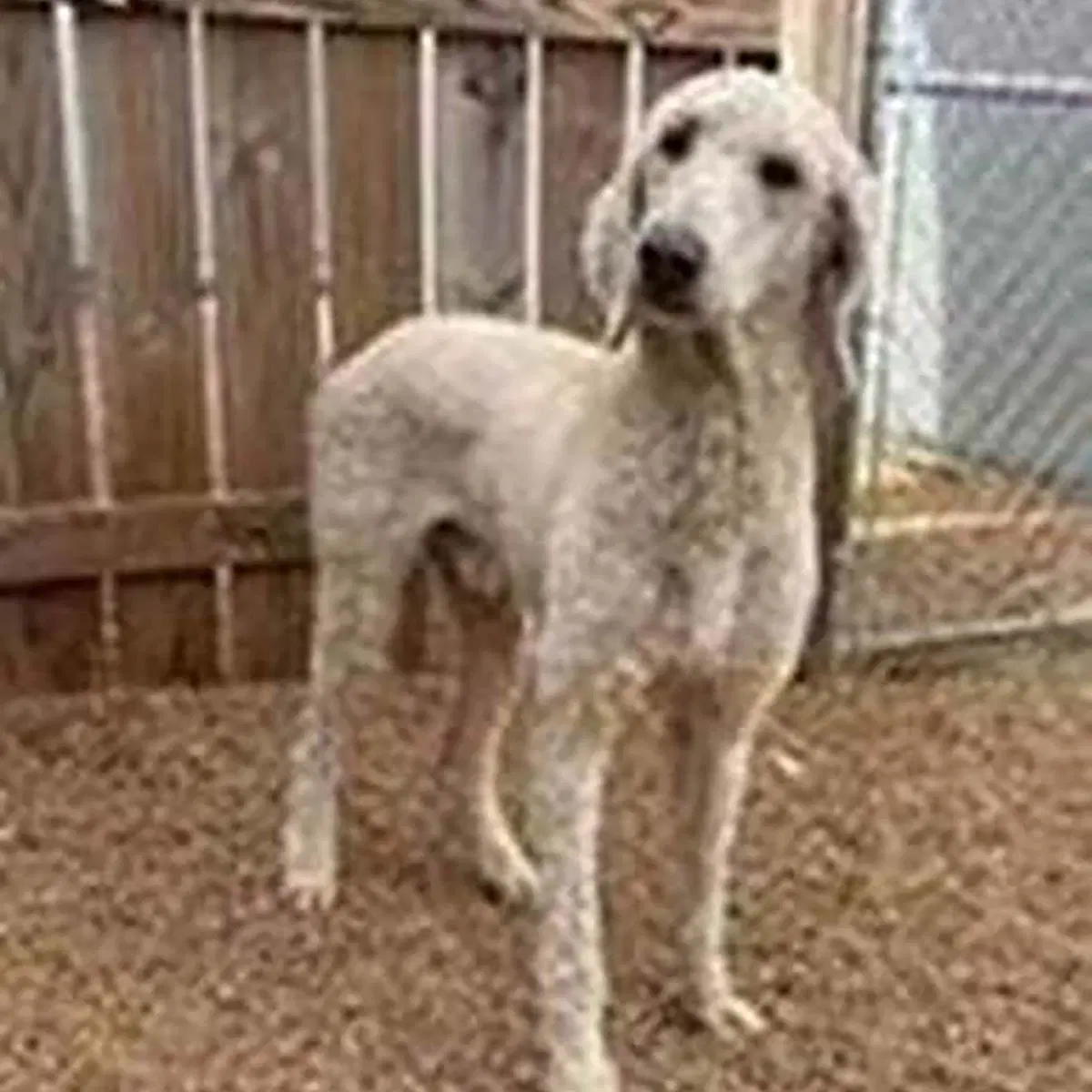 Maverick - Poodle (Standard)
