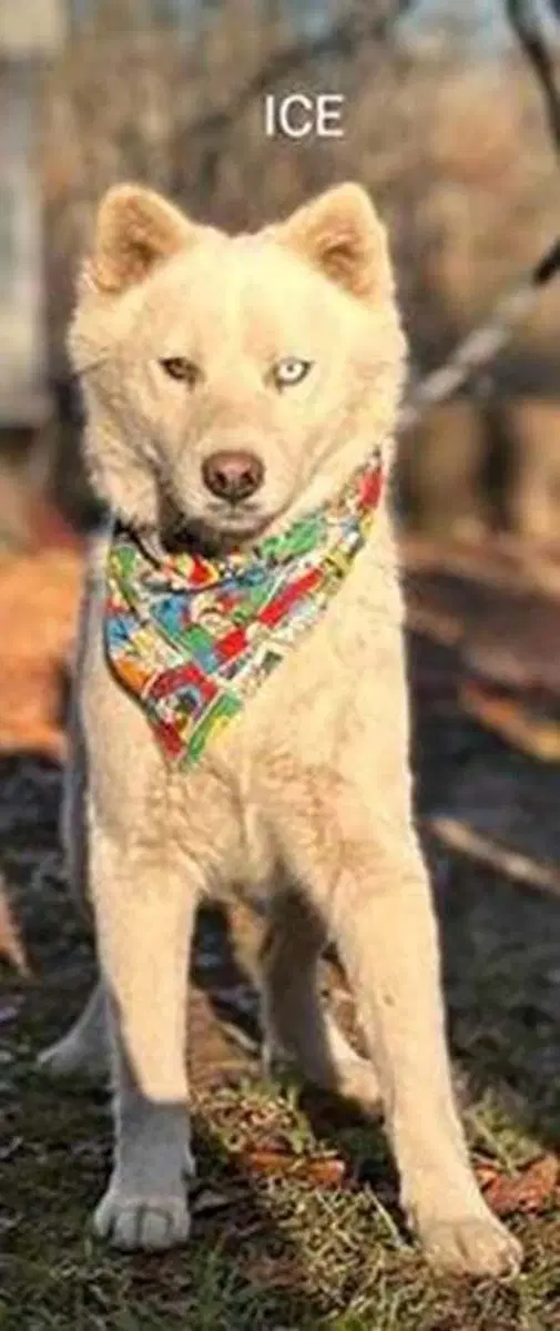 Ice - Siberian Husky