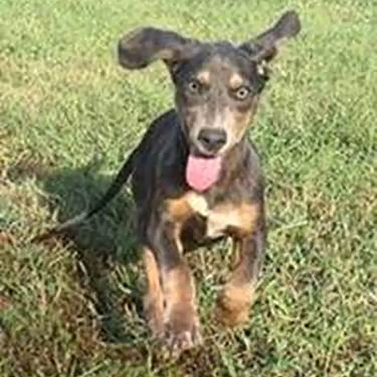 Dobie Shasta - Doberman Pinscher