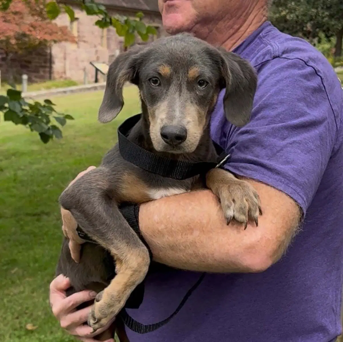 Dobie Shasta image 2