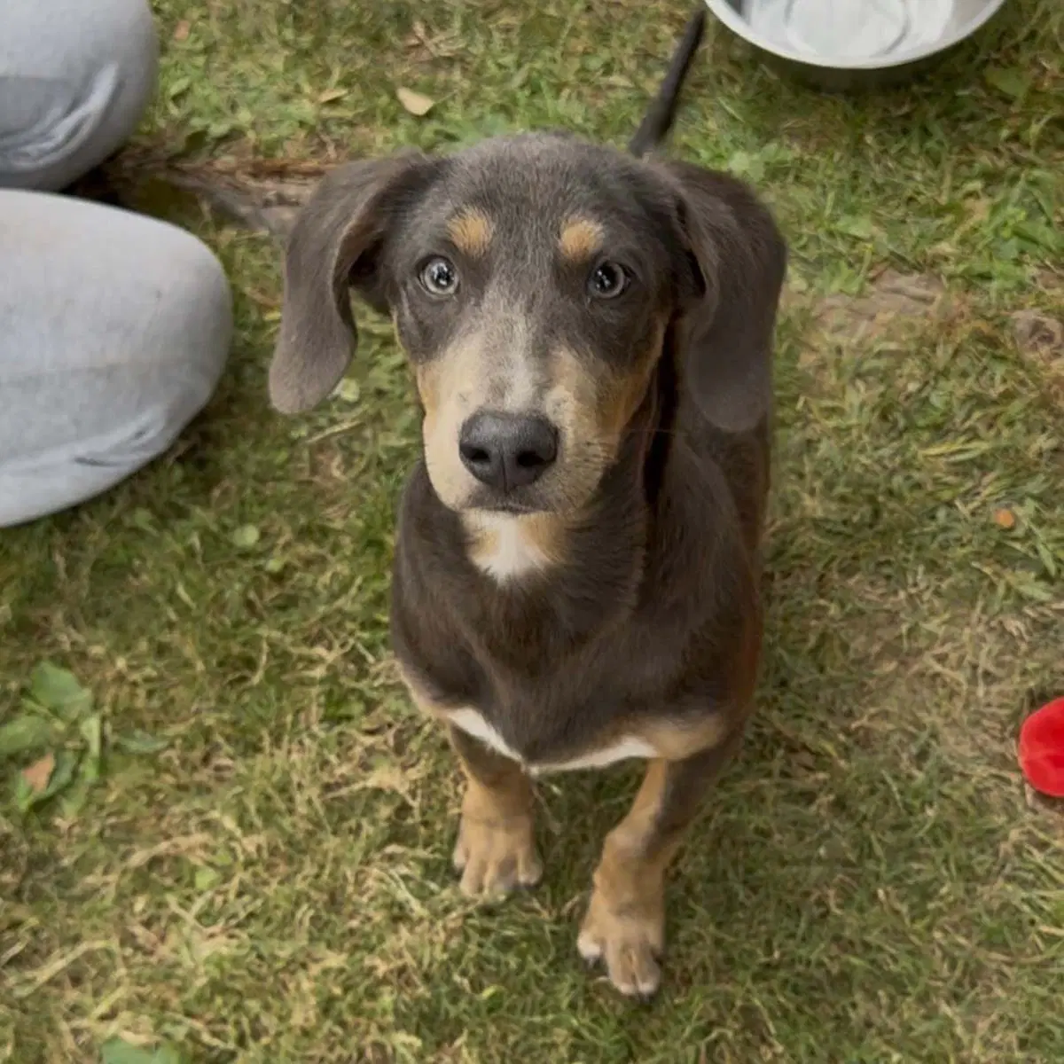 Dobie Shasta image 4