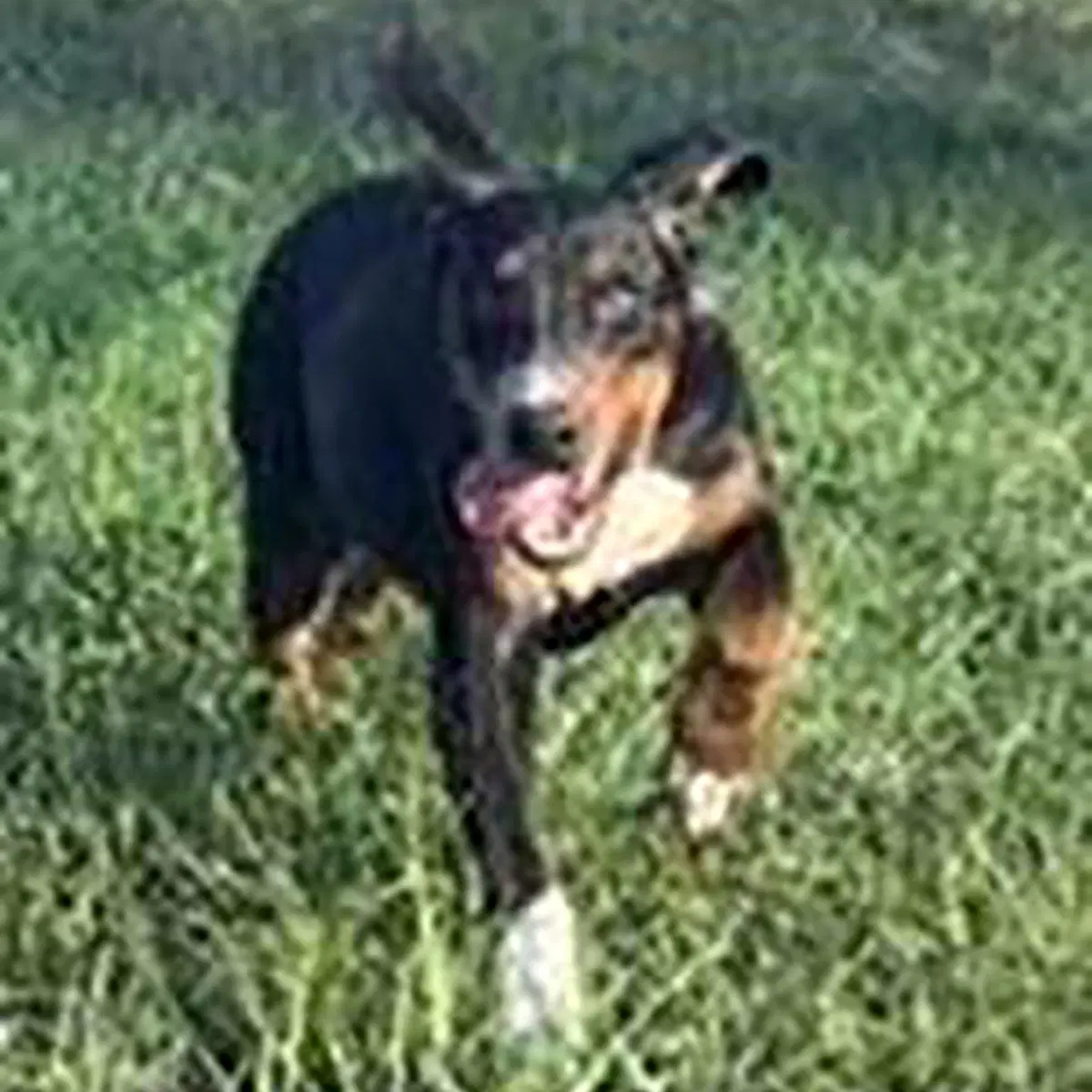 Dobie Bear - Doberman Pinscher
