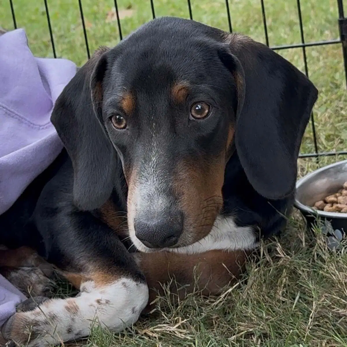 Dobie Bear image 3