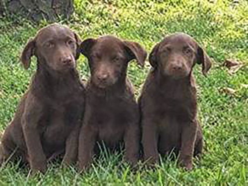 M&M Mandy, a dog for adoption from A Forever Home Rescue Foundation