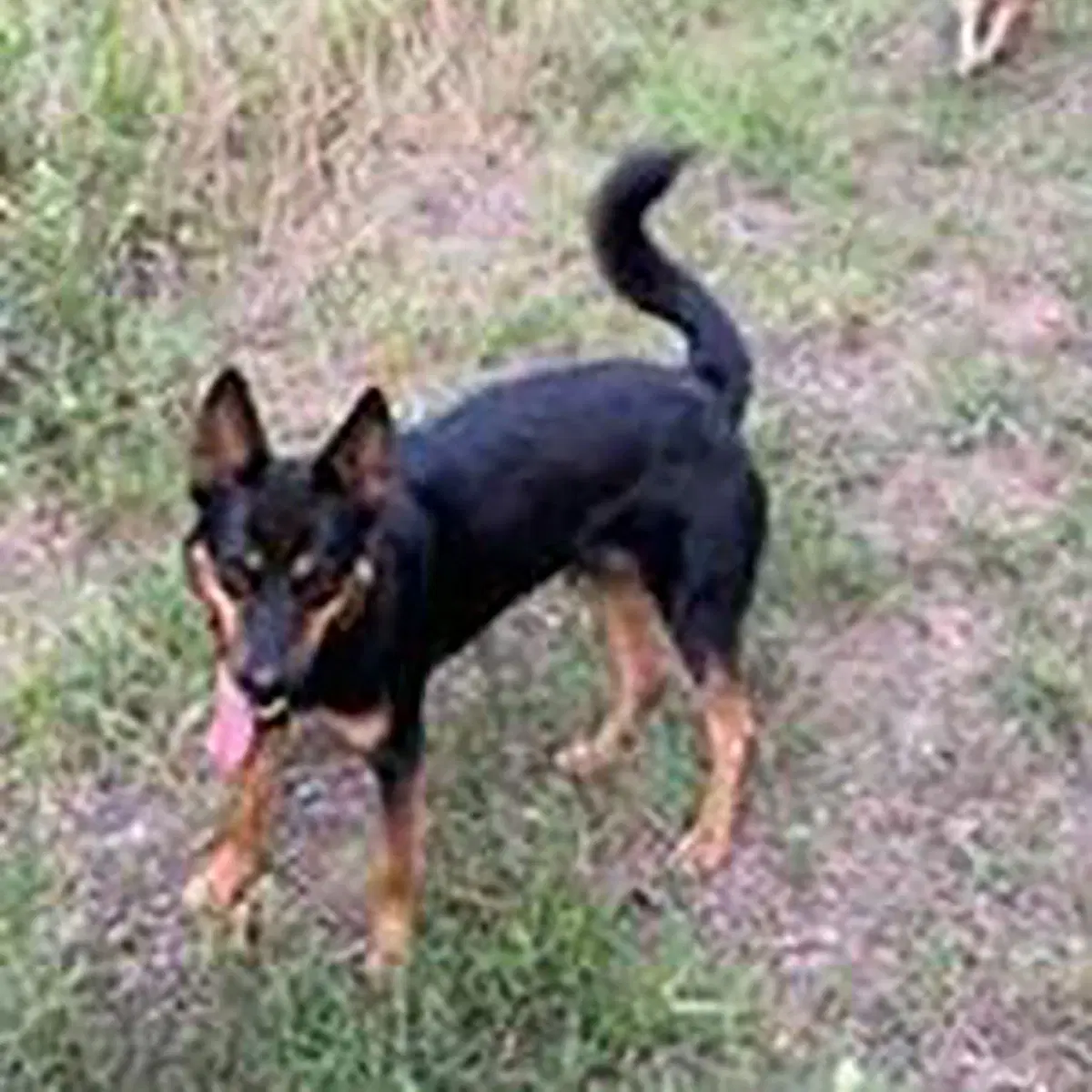 Foxy - Cattle Dog