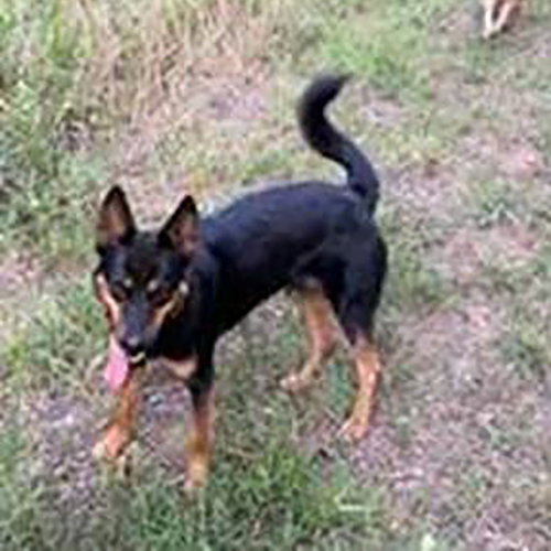 Foxy, a dog for adoption from A Forever Home Rescue Foundation