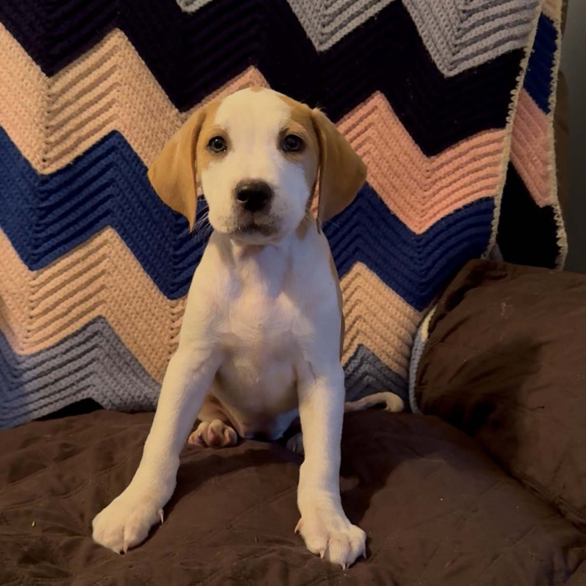 Scream Pup Jessica