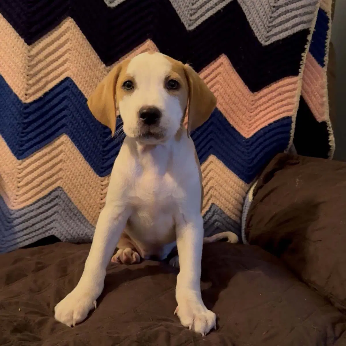Scream Pup Jessica - Labrador Retriever