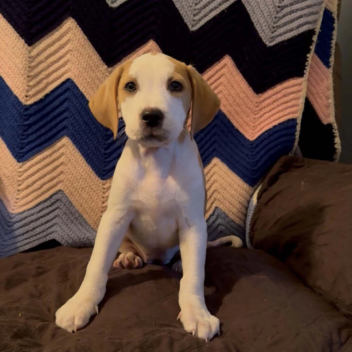 Scream Pup Jessica