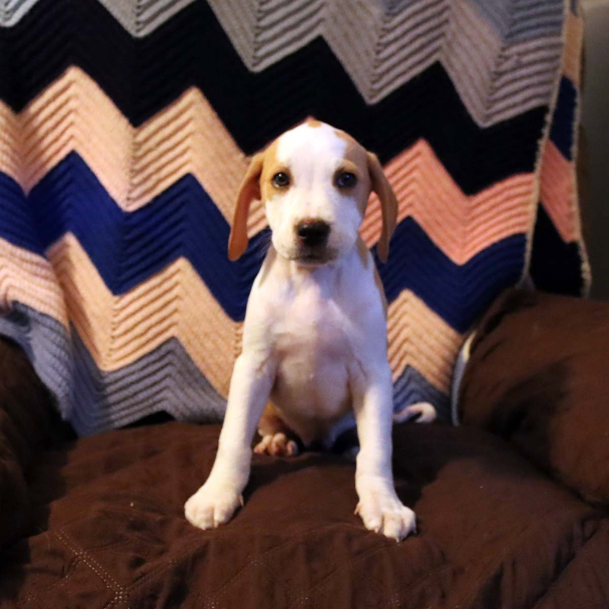 Scream Pup Jessica, photo 2