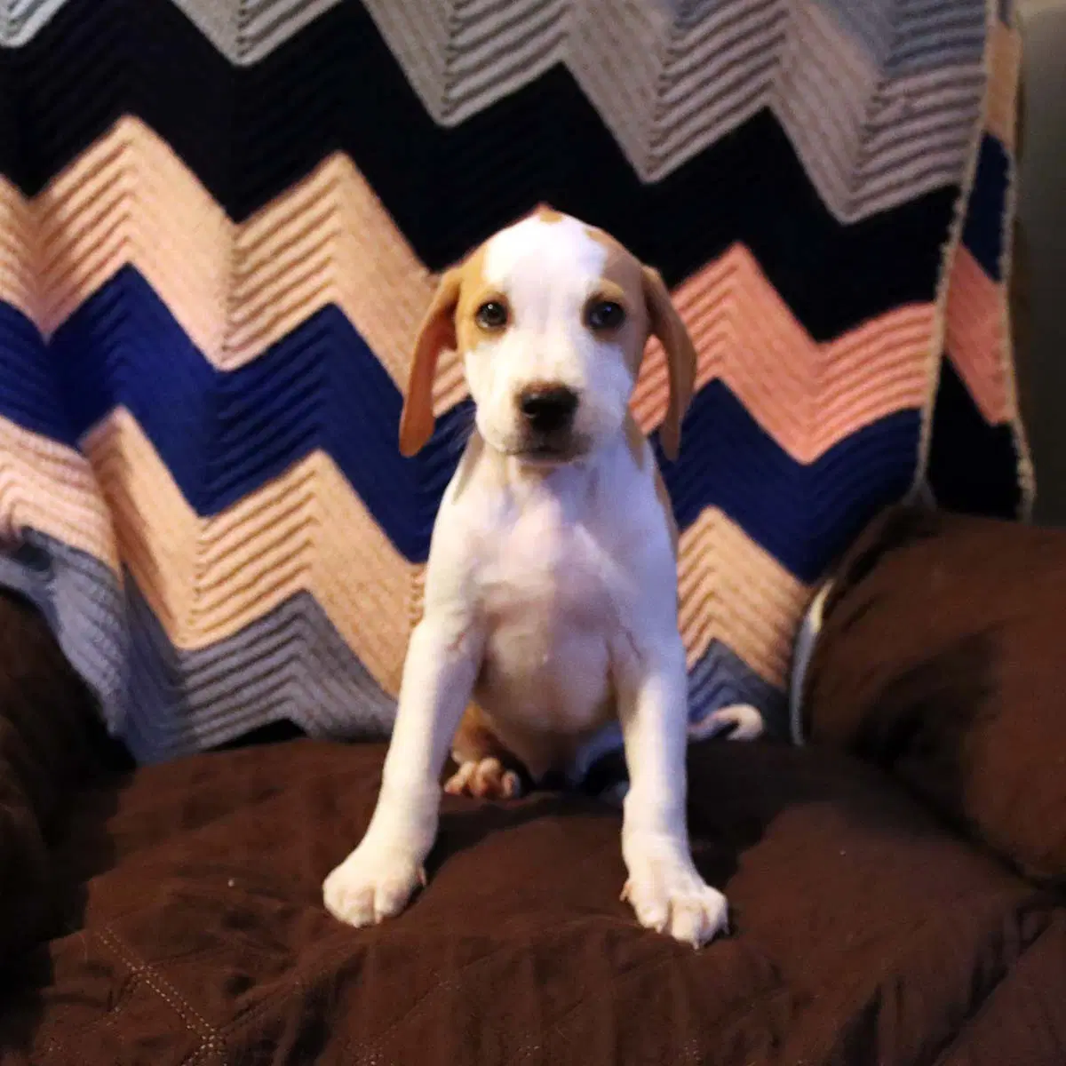 Scream Pup Jessica image 2