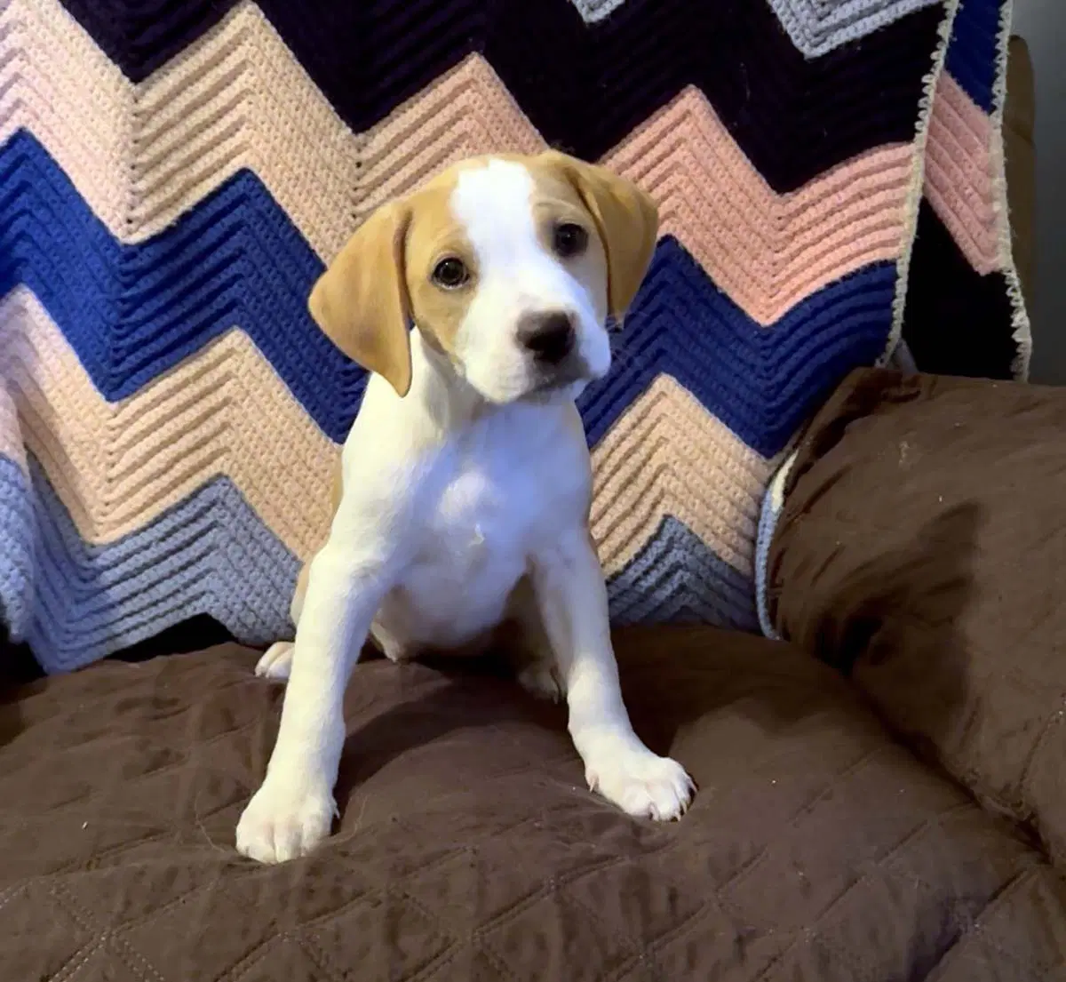 Scream Pup Tatum - Labrador Retriever