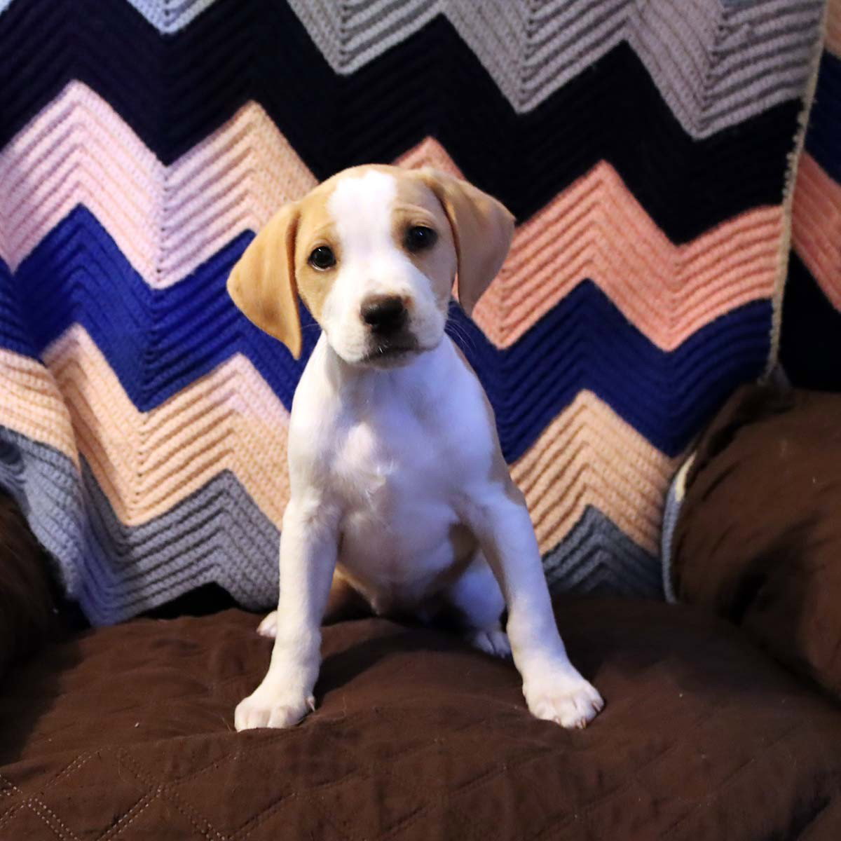 Scream Pup Tatum, photo 2