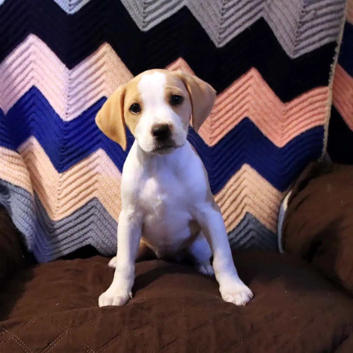 Scream Pup Tatum image 2