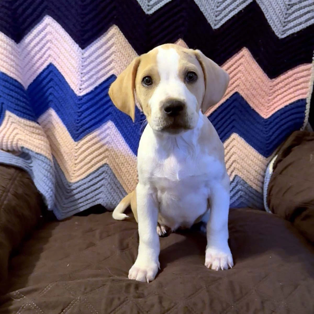 Scream Pup Sidney