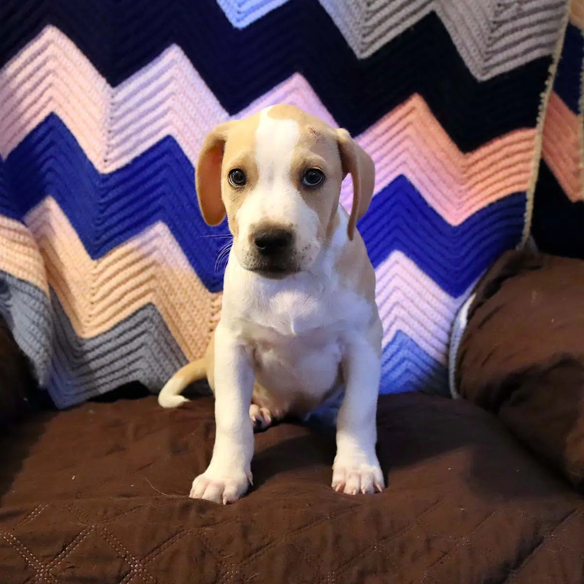 Scream Pup Sidney image 2
